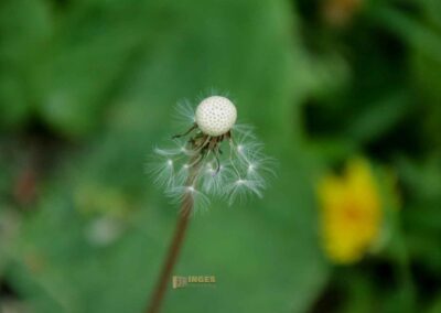 FriedWald Schönbuch 4630