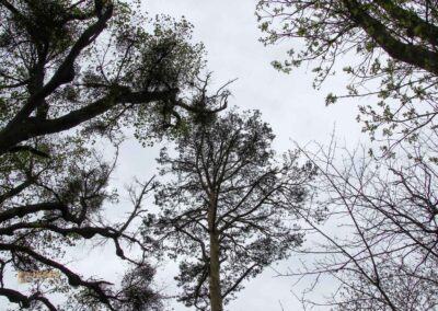 FriedWald Schönbuch 4639