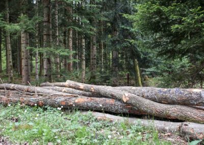 Auf und um Schloss Wachendorf in Starzach-Wachendorf 37 Im Wald um Starzach-Wachendorf 4398