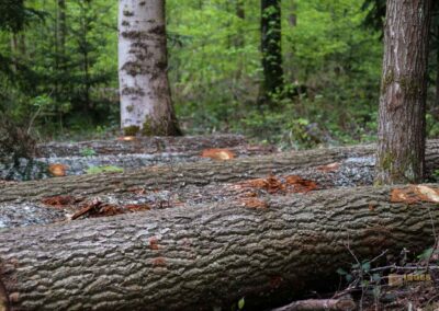 Auf und um Schloss Wachendorf in Starzach-Wachendorf 38 Im Wald um Starzach-Wachendorf 4409
