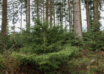 Auf und um Schloss Wachendorf in Starzach-Wachendorf 40 Im Wald um Starzach-Wachendorf 4476
