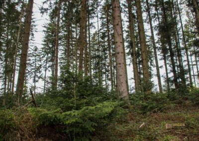 Auf und um Schloss Wachendorf in Starzach-Wachendorf 41 Im Wald um Starzach-Wachendorf 4477