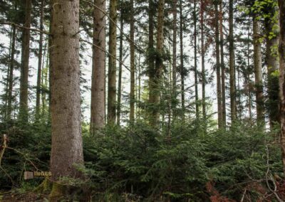 Auf und um Schloss Wachendorf in Starzach-Wachendorf 42 Im Wald um Starzach-Wachendorf 4486