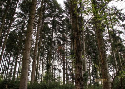 Auf und um Schloss Wachendorf in Starzach-Wachendorf 44 Im Wald um Starzach-Wachendorf 4488