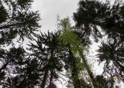 Auf und um Schloss Wachendorf in Starzach-Wachendorf 45 Im Wald um Starzach-Wachendorf 4491
