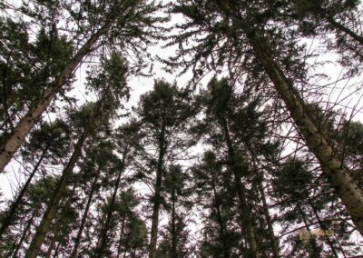 Auf und um Schloss Wachendorf in Starzach-Wachendorf 46 Im Wald um Starzach-Wachendorf 4493