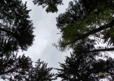 Auf und um Schloss Wachendorf in Starzach-Wachendorf 47 Im Wald um Starzach-Wachendorf 4495