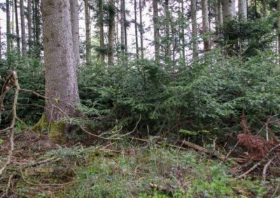 Auf und um Schloss Wachendorf in Starzach-Wachendorf 43 Im Wald um Starzach-Wachendorf 4497