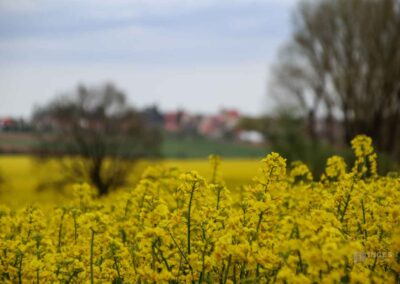 Auf und um Schloss Wachendorf in Starzach-Wachendorf 62 Rapsfelder um Wachendorf 4432