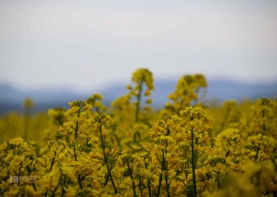 Auf und um Schloss Wachendorf in Starzach-Wachendorf 63 Rapsfelder um Wachendorf 4435
