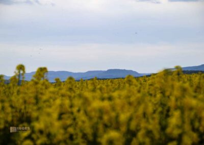 Auf und um Schloss Wachendorf in Starzach-Wachendorf 64 Rapsfelder um Wachendorf 4438