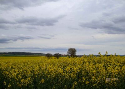 Auf und um Schloss Wachendorf in Starzach-Wachendorf 65 Rapsfelder um Wachendorf 4441