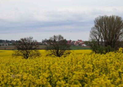 Auf und um Schloss Wachendorf in Starzach-Wachendorf 60 Rapsfelder um Wachendorf 4466