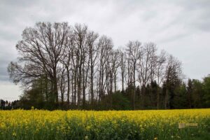 Rapsfelder um Wachendorf 4472