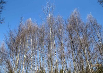 Ein Ausflug zu den Weiherwiesen bei Essingen 53 Bei den Weiherwiesen Essingen 2464