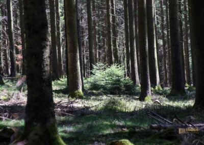 Ein Ausflug zu den Weiherwiesen bei Essingen 56 Bei den Weiherwiesen Essingen 2560