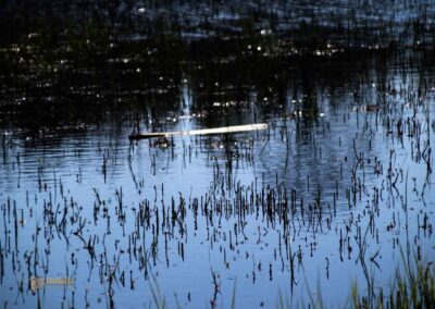 Ein Ausflug zu den Weiherwiesen bei Essingen 45 Unterer Weiherwiesen-See 2480