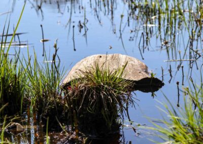 Ein Ausflug zu den Weiherwiesen bei Essingen 47 Unterer Weiherwiesen-See 2488