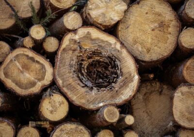 Ein Ausflug zu den Weiherwiesen bei Essingen 12 Wald bei Weiherwiesen Essingen 0166