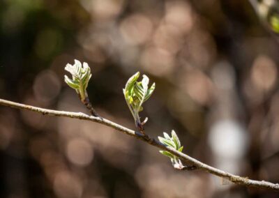 Ein Ausflug zu den Weiherwiesen bei Essingen 17 Wald bei Weiherwiesen Essingen 0172