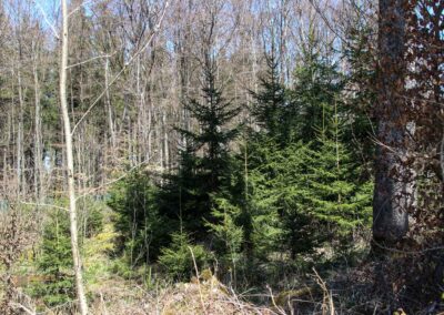 Ein Ausflug zu den Weiherwiesen bei Essingen 5 Wald bei Weiherwiesen Essingen 2262
