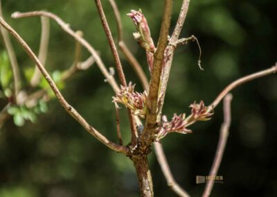 Ein Ausflug zu den Weiherwiesen bei Essingen 18 Wald bei Weiherwiesen Essingen 2270