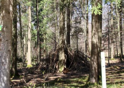 Ein Ausflug zu den Weiherwiesen bei Essingen 6 Wald bei Weiherwiesen Essingen 2281
