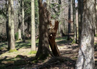 Ein Ausflug zu den Weiherwiesen bei Essingen 7 Wald bei Weiherwiesen Essingen 2291