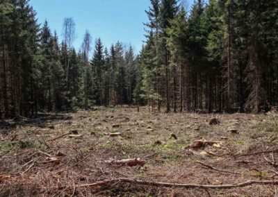 Ein Ausflug zu den Weiherwiesen bei Essingen 8 Wald bei Weiherwiesen Essingen 2303