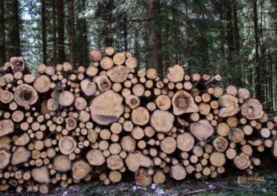 Ein Ausflug zu den Weiherwiesen bei Essingen 9 Wald bei Weiherwiesen Essingen 2308