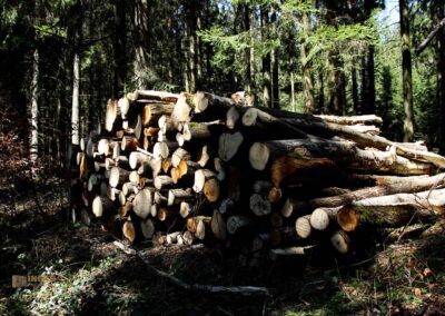 Ein Ausflug zu den Weiherwiesen bei Essingen 10 Wald bei Weiherwiesen Essingen 2311