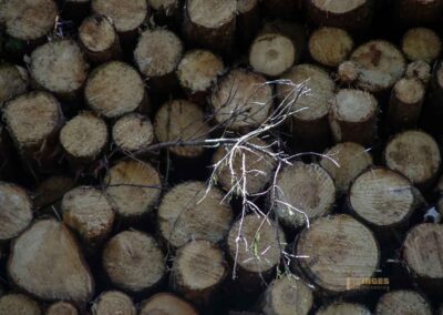 Ein Ausflug zu den Weiherwiesen bei Essingen 13 Wald bei Weiherwiesen Essingen 2317