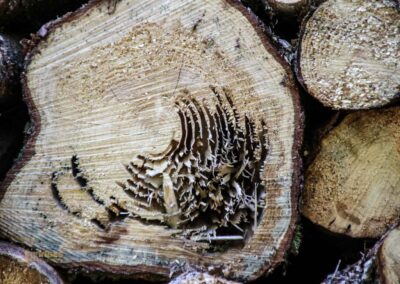 Ein Ausflug zu den Weiherwiesen bei Essingen 14 Wald bei Weiherwiesen Essingen 2320