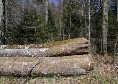 Ein Ausflug zu den Weiherwiesen bei Essingen 11 Wald bei Weiherwiesen Essingen 2333