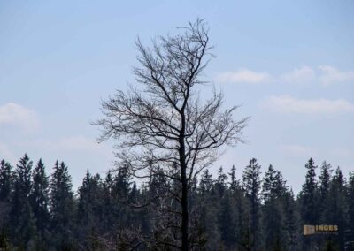 Ein Ausflug zu den Weiherwiesen bei Essingen 16 Wald bei Weiherwiesen Essingen 2347