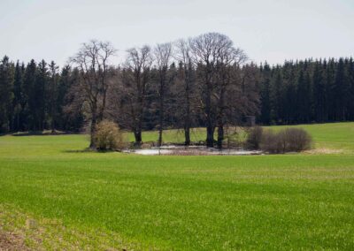 Ein Ausflug zu den Weiherwiesen bei Essingen 60 Weiherwiesen Tauchenweiler 0241