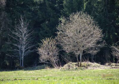 Ein Ausflug zu den Weiherwiesen bei Essingen 26 Weiherwiesen bei Essingen 2371