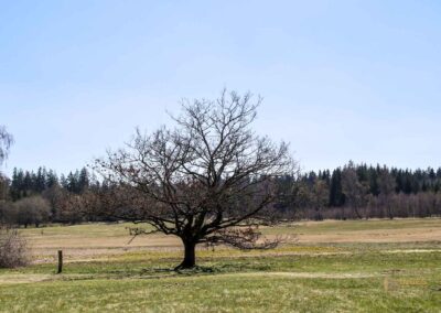 Ein Ausflug zu den Weiherwiesen bei Essingen 28 Weiherwiesen bei Essingen 2393