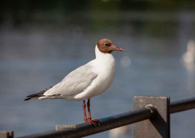 Möwen an der Kleinen Alster in Hamburg 0319