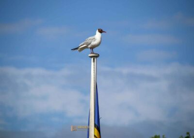 Möwen an der Kleinen Alster in Hamburg 7892