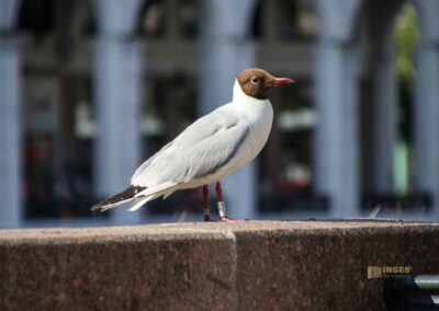 Möwen an der Kleinen Alster in Hamburg 7898