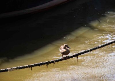 Ente im Museumshafen Oevelgönne Hamburg 9639
