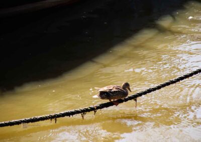 Ente im Museumshafen Oevelgönne Hamburg 9646