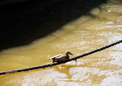 Ente im Museumshafen Oevelgönne Hamburg 9647