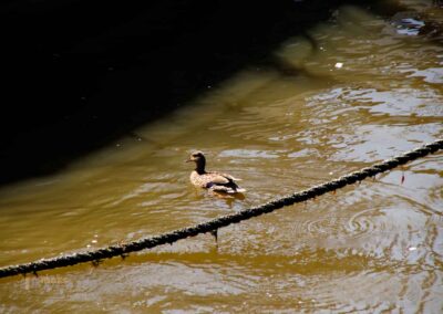 Ente im Museumshafen Oevelgönne Hamburg 9649
