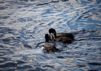 Entenfamilie an der Außenalster Hamburg 0325