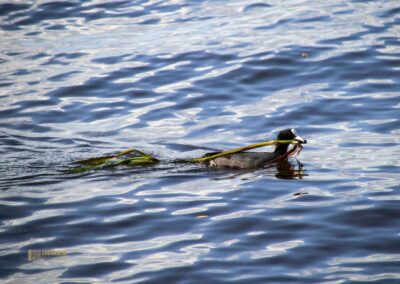 Entenfamilie an der Außenalster Hamburg 0492