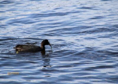 Entenfamilie an der Außenalster Hamburg 0506
