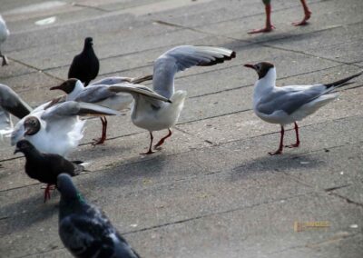 Fütterung der Wasservögel an der Binnenalster Hamburg 8021