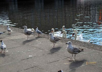 Fütterung der Wasservögel an der Binnenalster Hamburg 8045